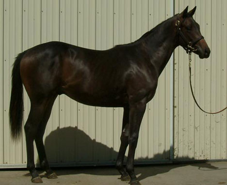 Hip 40