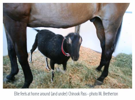 Chinook Pass and Ellie