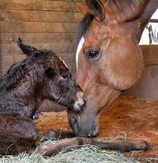 Sixthirteen--Alpine Song filly