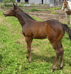 TheseColorsDoRun--Aly's Question filly