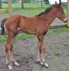 He's Tops--America's Girl colt