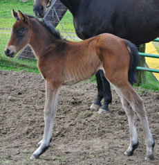Matty G--Amocat filly
