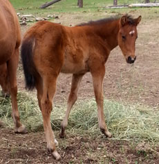 Salt Water--Aprils Goldn Eagle filly