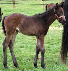 Rallying Cry--Baker Girl filly