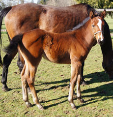 Sondandaprayer--Bama S. filly