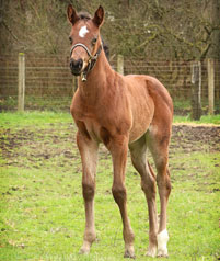 Posse--Brown filly