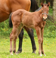 Birdstone--Cascade Corona filly