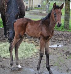 Liberty Gold--Chedoodle filly