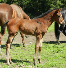 Rallying Cry--Don't Shamus filly