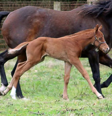 Lucky Pulpit--Eclatante colt