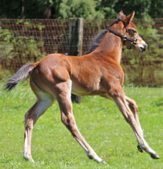 Abraaj--Follow Your Shot filly