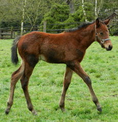 Trickey Trevor--Formerly Danish filly