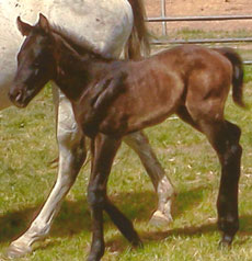 Stephanotis--Forty Colors colt