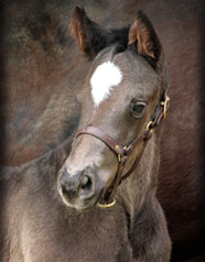Stevie Wonderboy--Freedom in Flight filly