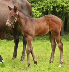 Nationhood--Harvest Moon colt