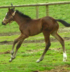 Grindstone--Hint of Lavender filly