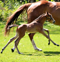 Nationhood--Jenjor colt