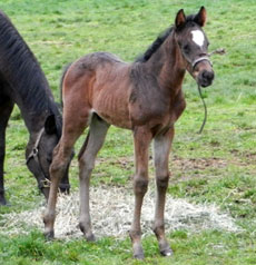 Rallying Cry--Jillybell colt