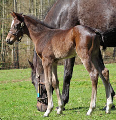 Nationhood--Lite Nite colt