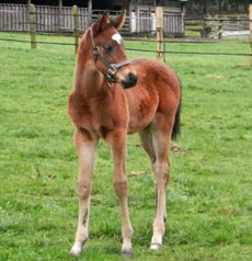 Trickey  Trevor--Nancy Perkins colt
