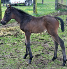 Rocky Bat-- No Flies on Doodle filly