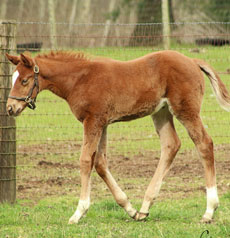 Abraaj--Ocean's Fourteen filly