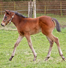 Nationhood--Our Monstarr filly