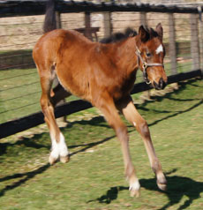 Ready's Image--Pinseeker filly