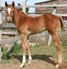 Leaving Memories--Pacific Detonator filly