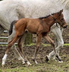 Coast Guard--Runaway Lulu filly