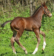 Harbor the Gold--Sudden Departure colt