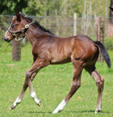 Nationhood--Sweet Fourty filly
