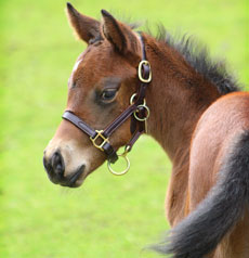 Nationhood--Tis A Slew filly