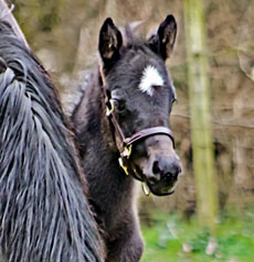 Private Gold--Victoria Cross filly