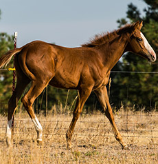 Indy Time--Canya's Quote colt