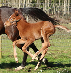 Cause to Believe--Eclatante filly