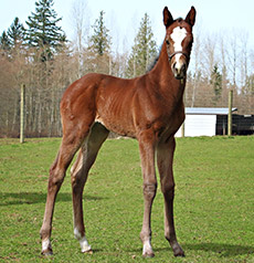 Papa Clem--Great Mom filly