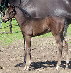 Rallying Cry--Margaret's Miracle filly