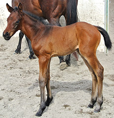 Liberty Gold--No Flies On Doodle filly