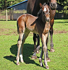 Freud--Private Fortune filly