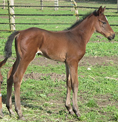 Rallying Cry--Solar Wind filly