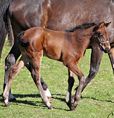 Run Away And Hide--Sweet Fourty filly