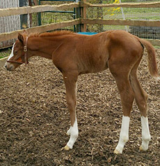 Abraaj--Tea With Coco filly